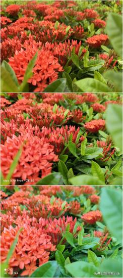 为什么苹果手机拍照那么难看 为什么苹果手机拍照这么难看 系统教程 第6张