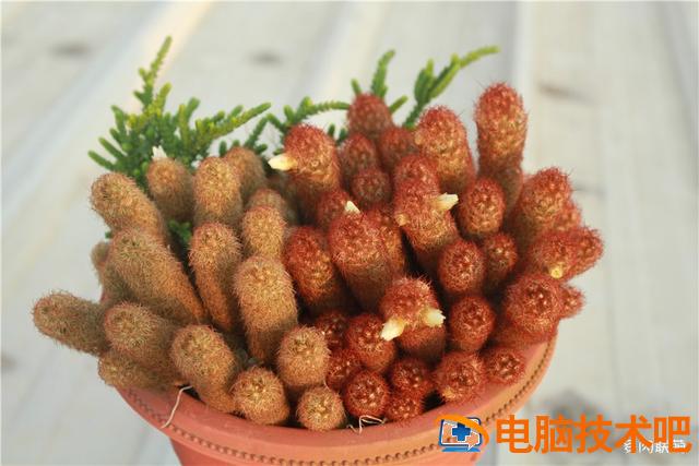 口袋妖怪银金手指 口袋妖怪银金手指怎么使用 系统教程 第3张