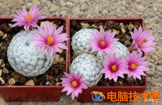 口袋妖怪银金手指 口袋妖怪银金手指怎么使用 系统教程 第6张