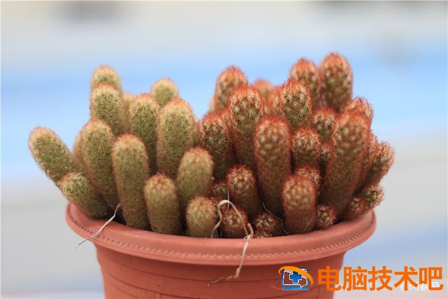 口袋妖怪银金手指 口袋妖怪银金手指怎么使用 系统教程 第2张