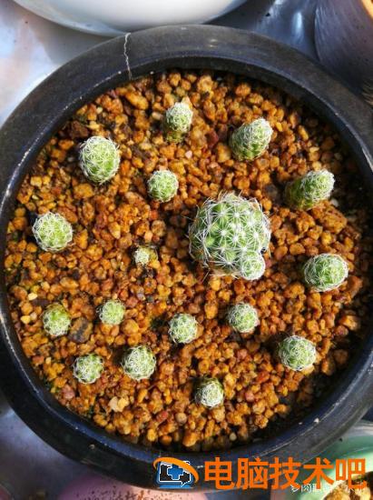 口袋妖怪银金手指 口袋妖怪银金手指怎么使用 系统教程 第4张