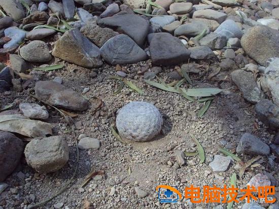 口袋妖怪银金手指 口袋妖怪银金手指怎么使用 系统教程 第5张