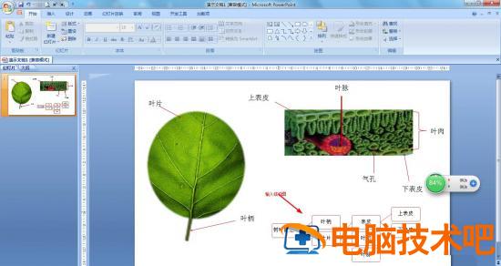 PPT怎么画树叶的结构名称图解 ppt如何画树叶插图5电脑技术吧