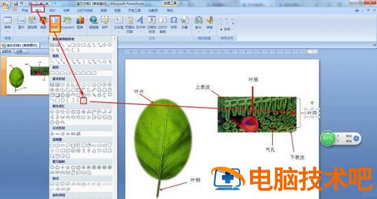 PPT怎么画树叶的结构名称图解 ppt如何画树叶插图3电脑技术吧