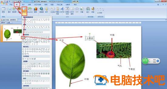 PPT怎么画树叶的结构名称图解 ppt如何画树叶插图2电脑技术吧